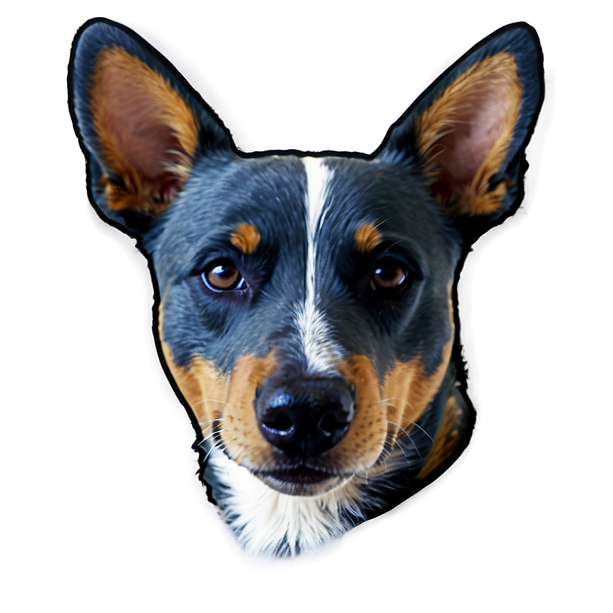 Beautiful Blue Heeler Png 1