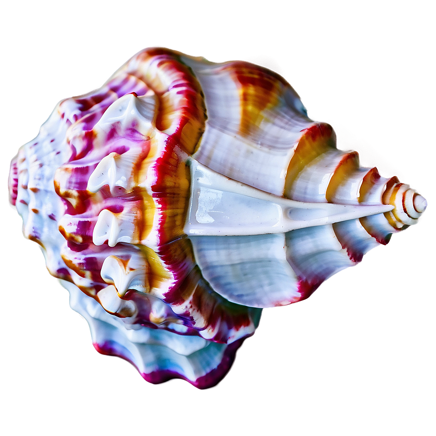 Beautiful Conch Shell Png Diw22