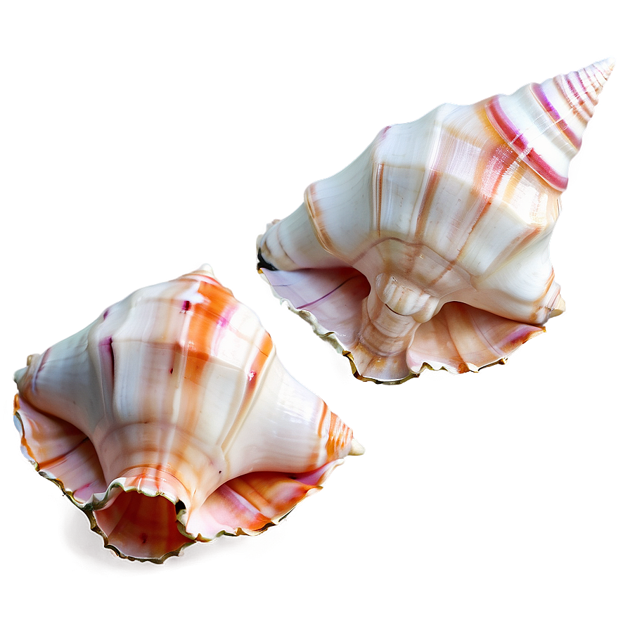 Beautiful Conch Shell Png Hof43