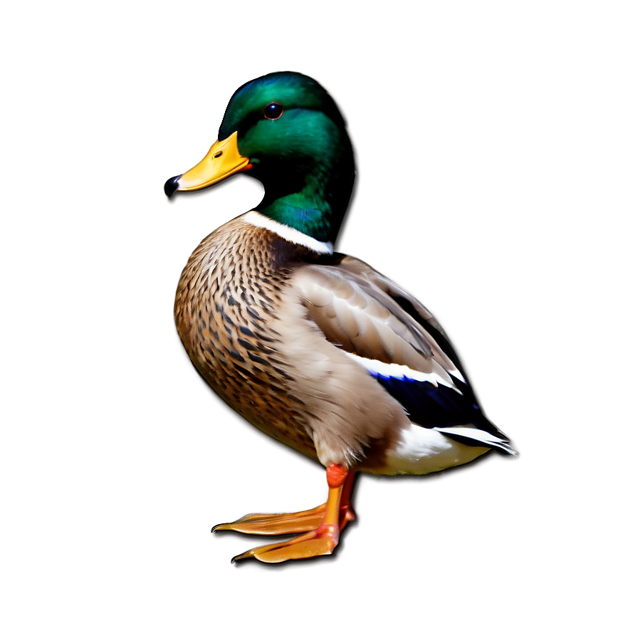 Beautiful Mallard Duck Png 27