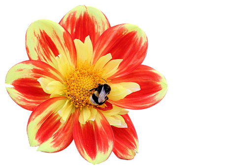 Beeon Red Yellow Flower.jpg