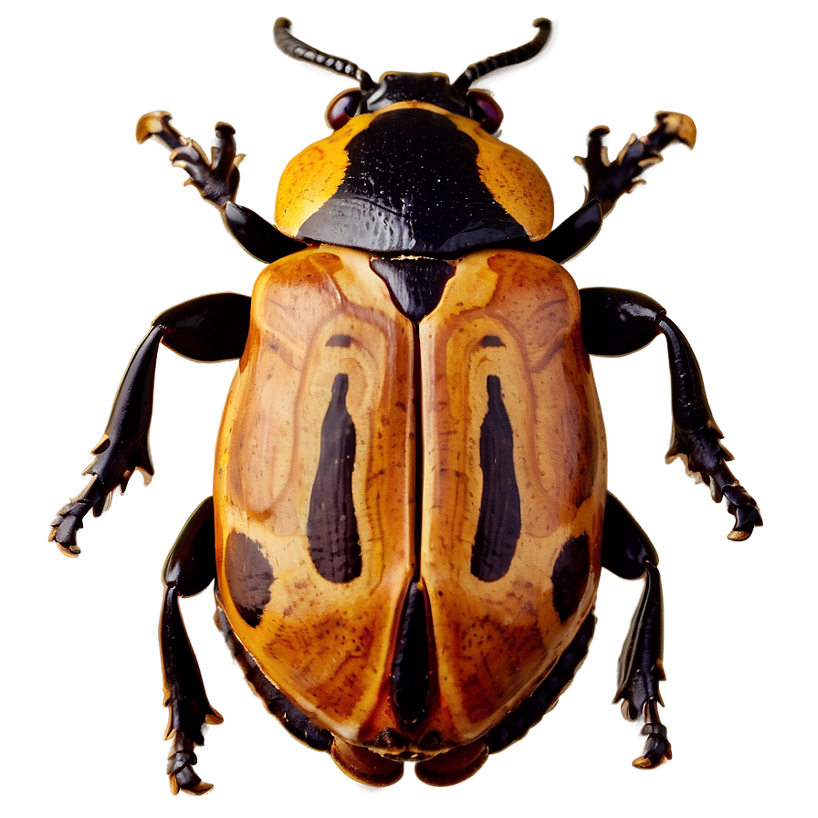 Beetle Fossil Record Png 95