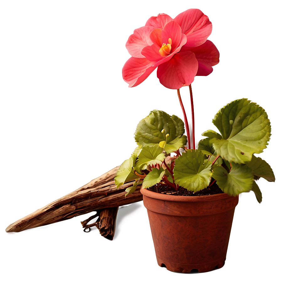 Begonia Flower Art Png 05252024