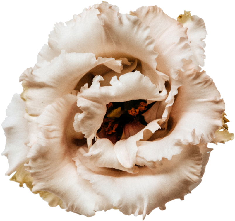 Beige Flower Closeup.png