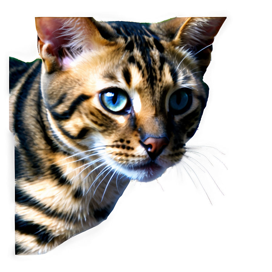 Bengal Cat Face Png 2