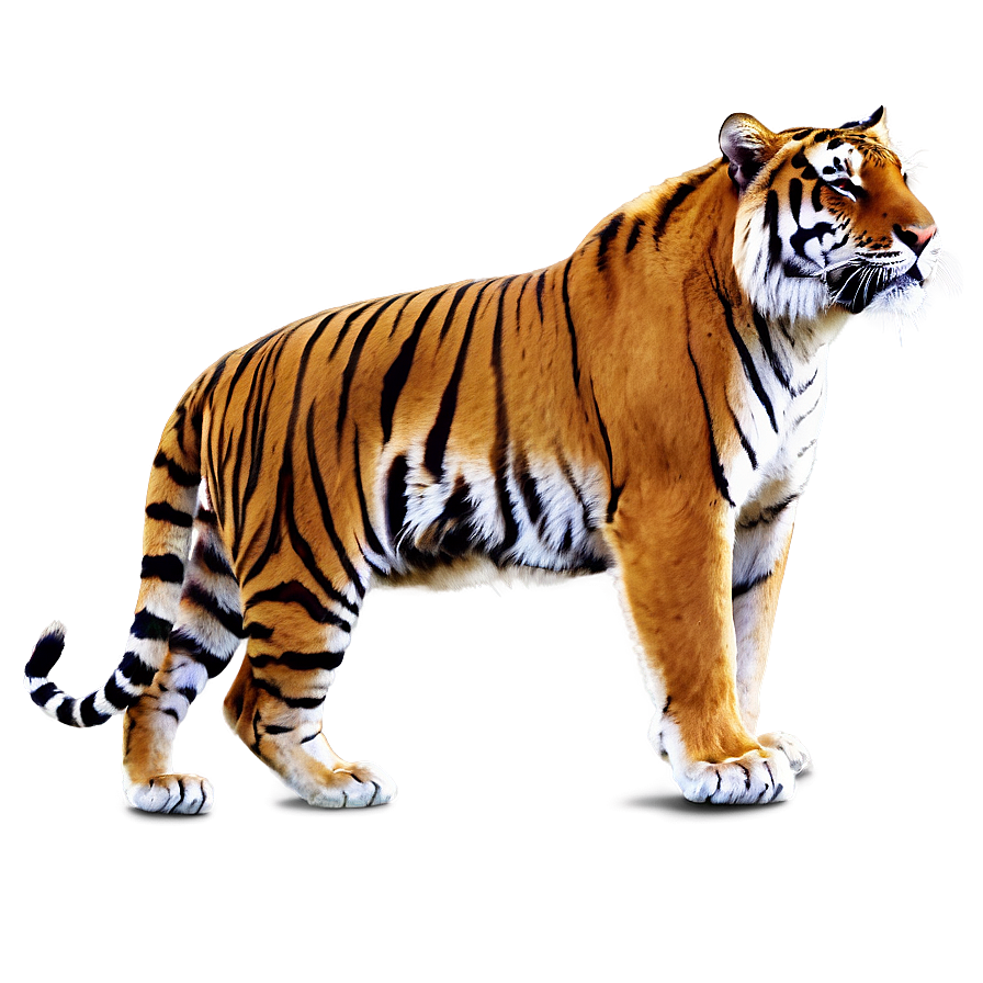 Bengal Tiger Png Kxq