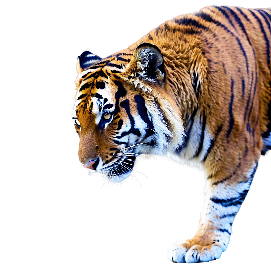 Bengal Tiger Png Sjc