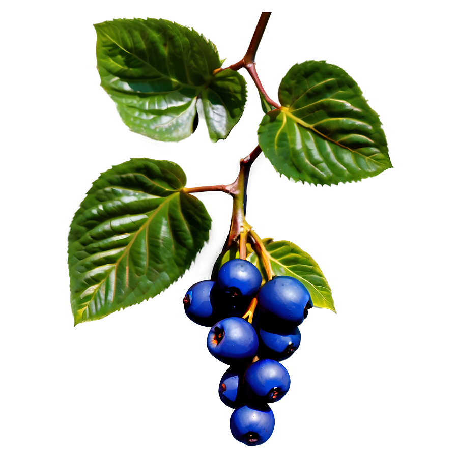 Berries On Vine Png Sva