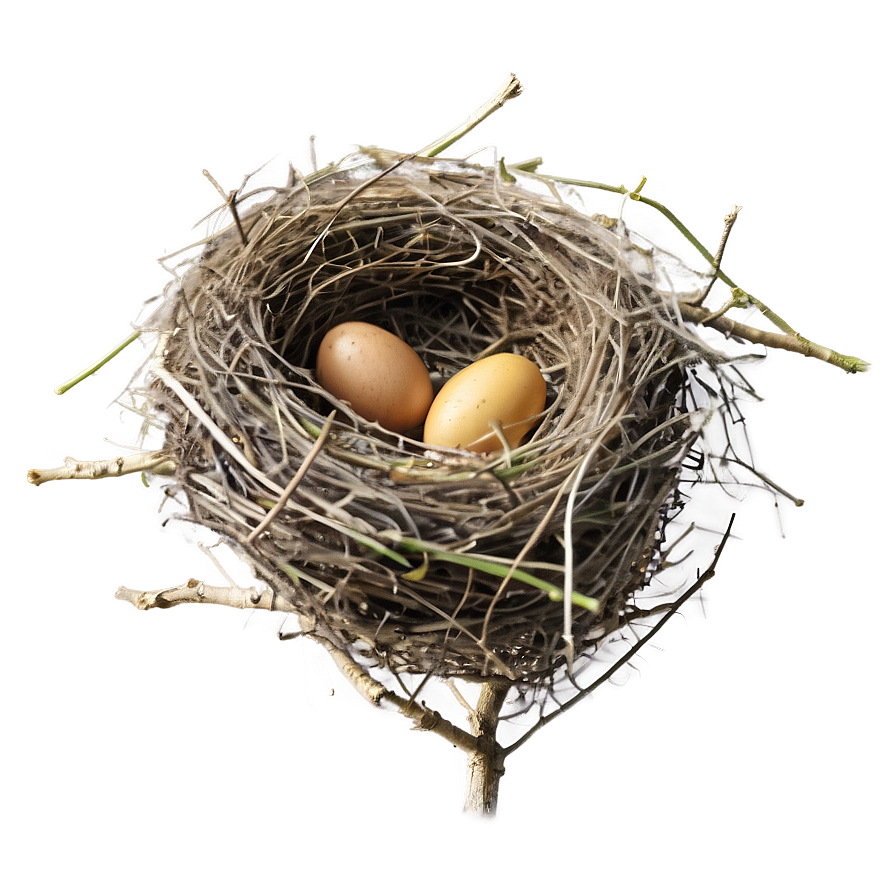 Bird Nest Building Png 12