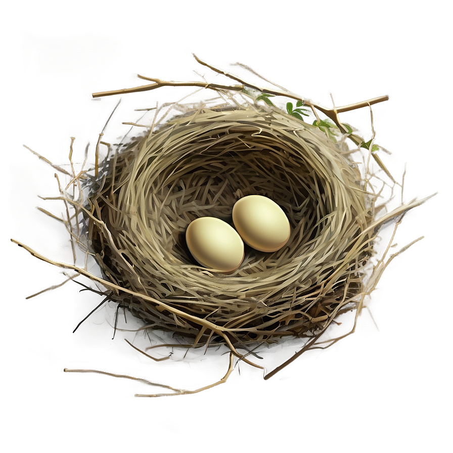 Bird Nest Illustration Png 06212024