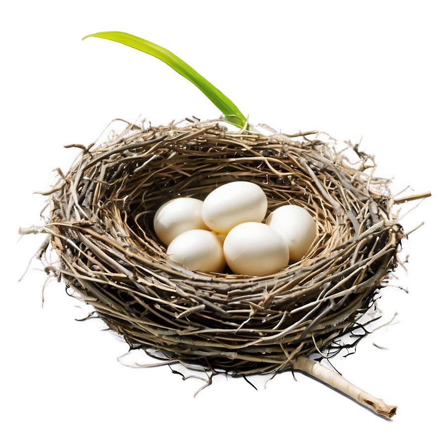 Bird Nest Side View Png 83