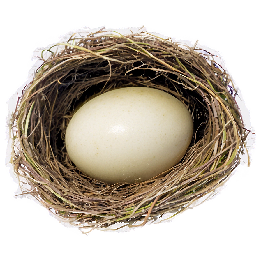 Bird Nest Under Eaves Png Edb