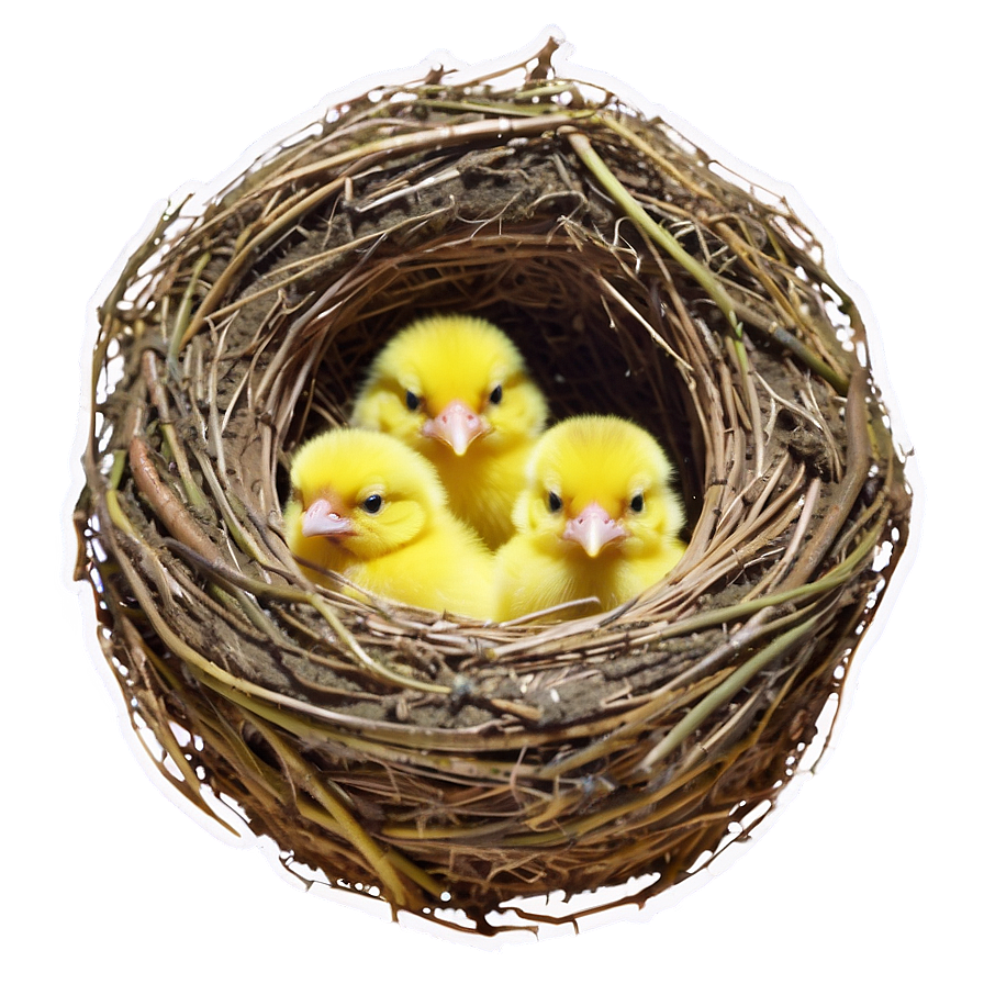 Bird Nest With Chicks Png 45