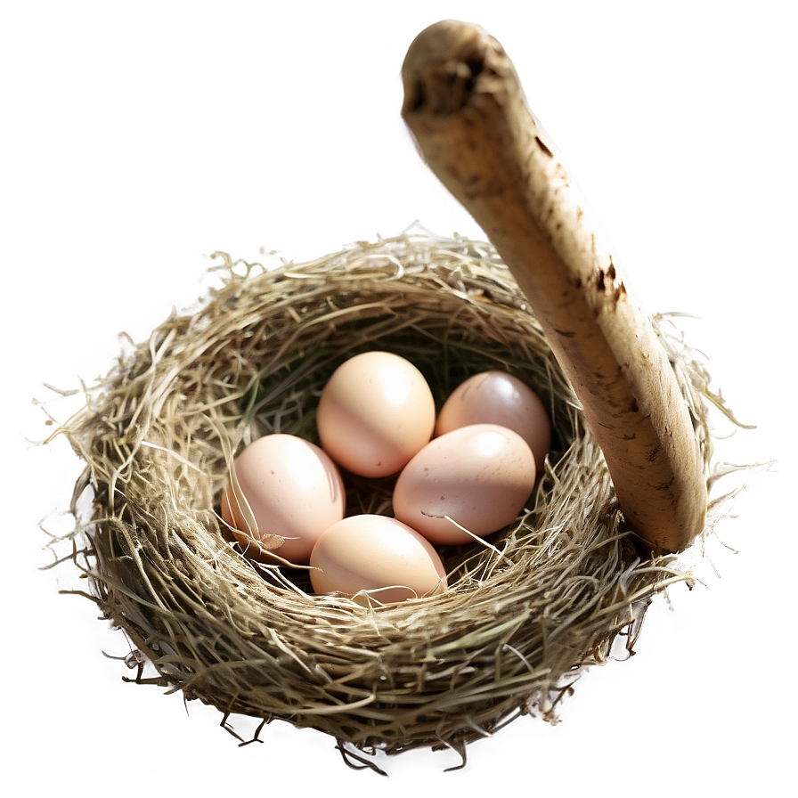 Bird Nest With Eggs Png Iwk