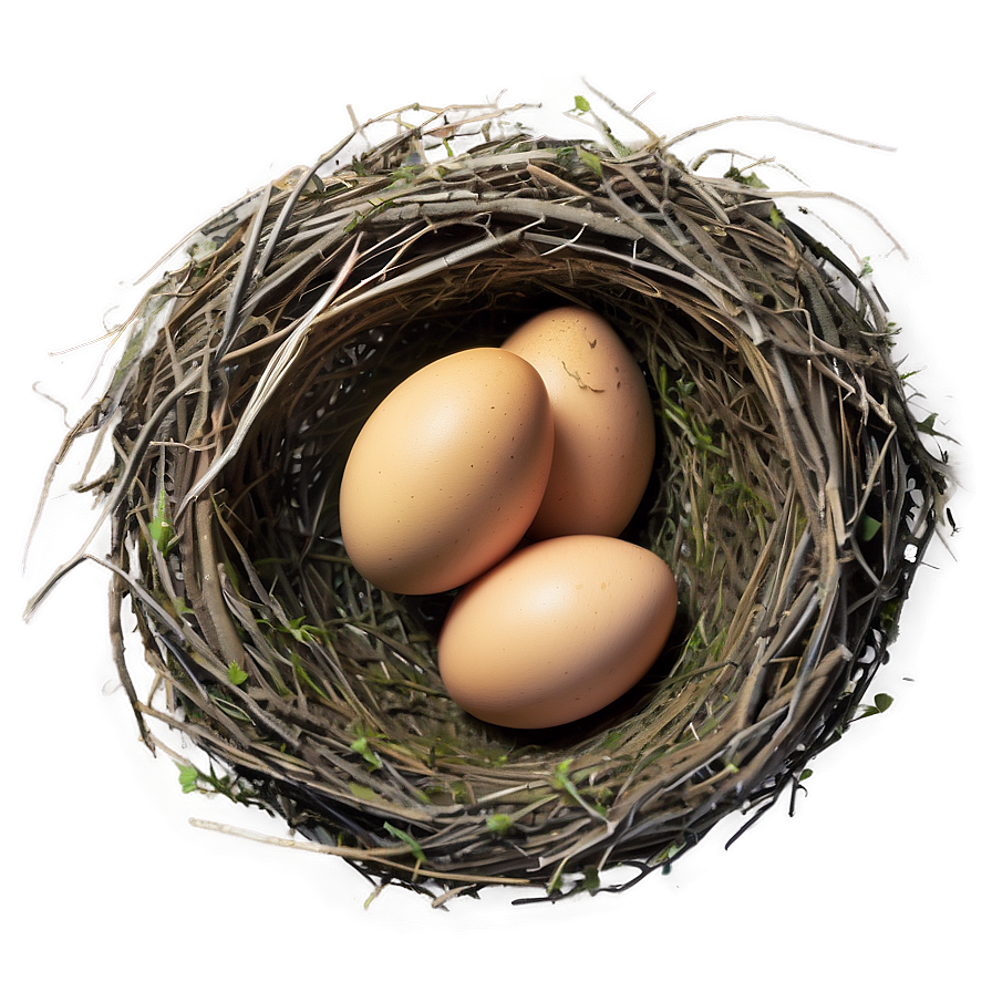 Bird Nest With Eggs Png Shg74