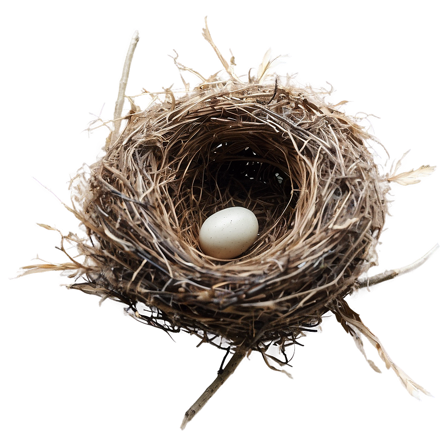 Bird Nest With Feathers Png 51