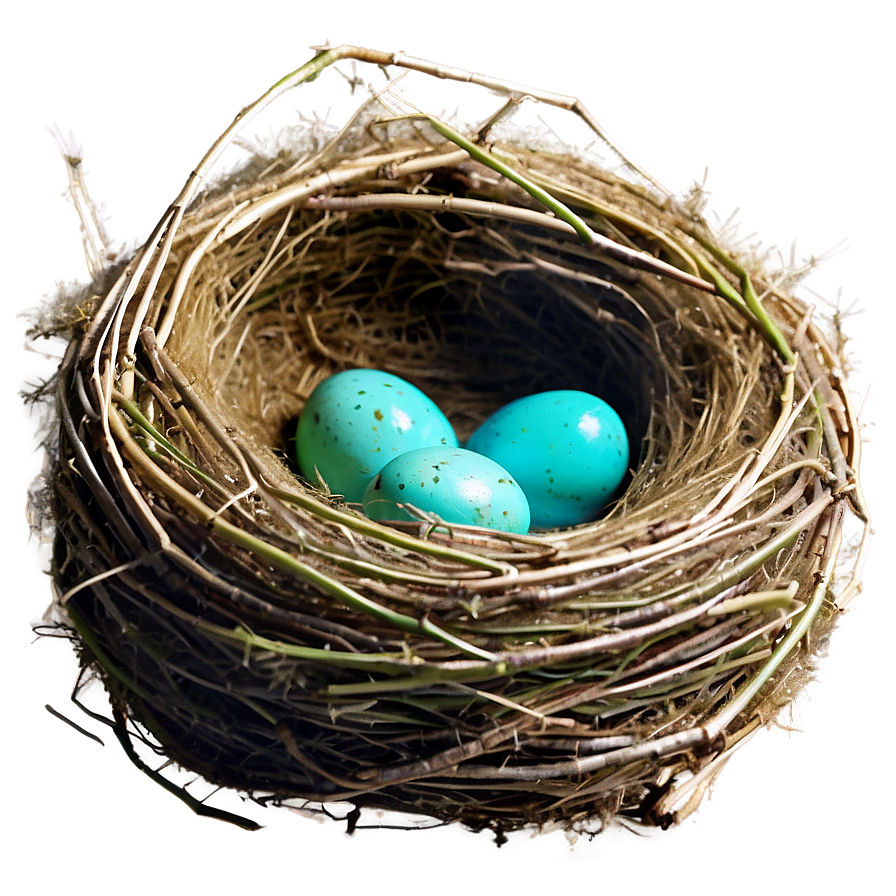 Bird Nest With Robin Eggs Png Nue