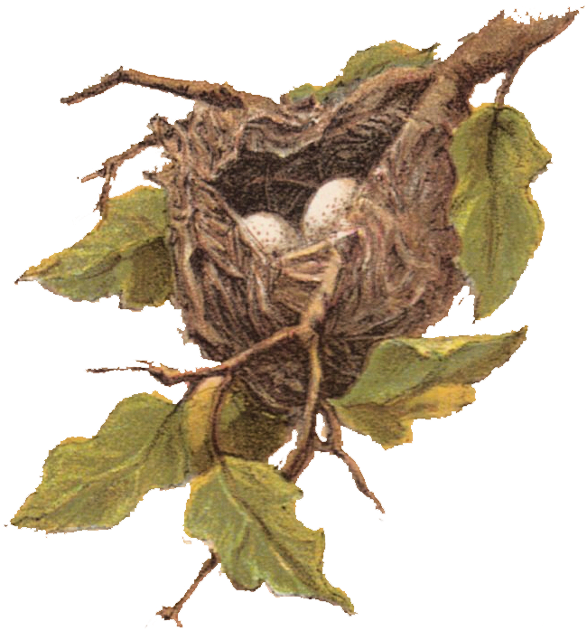 Bird Nestwith Eggs Illustration