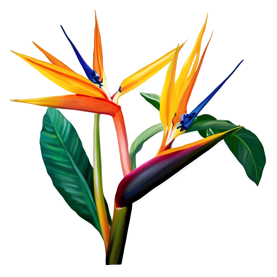 Bird Of Paradise Botanical Print Png Qtx55