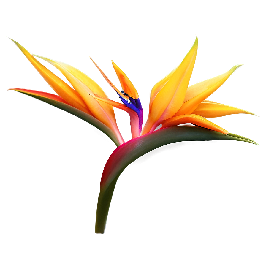 Bird Of Paradise Desktop Background Png 06212024