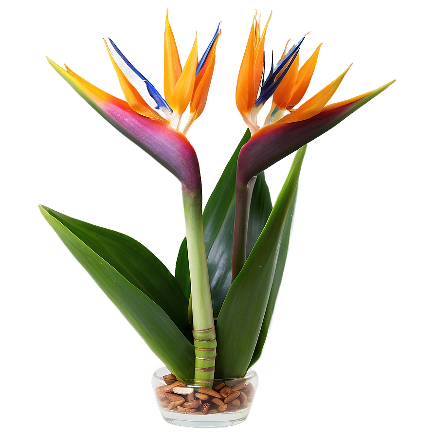 Bird Of Paradise Floral Arrangement Png 06212024