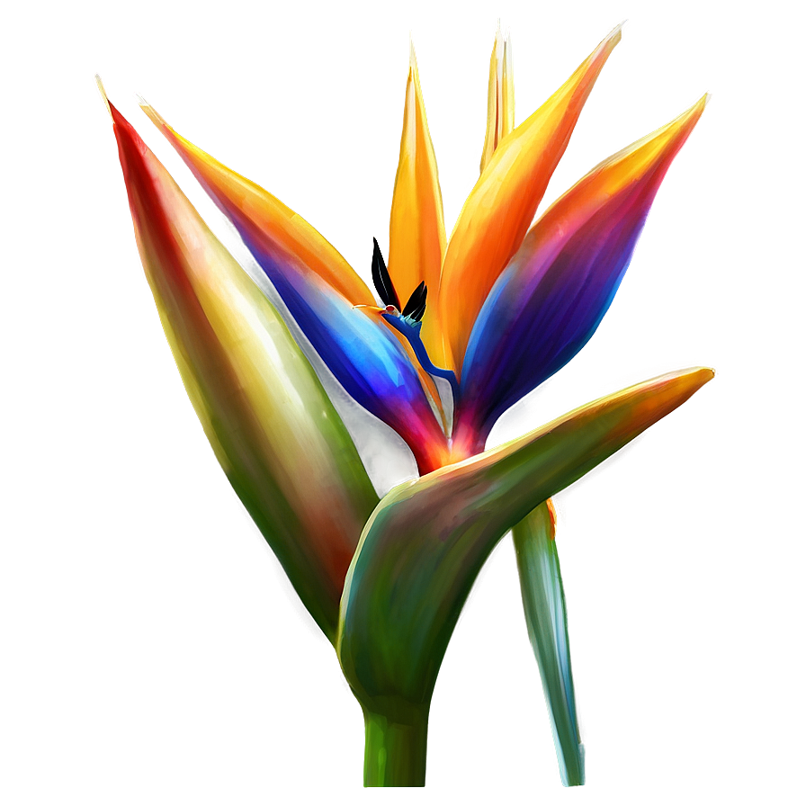 Bird Of Paradise Flower Png 06212024