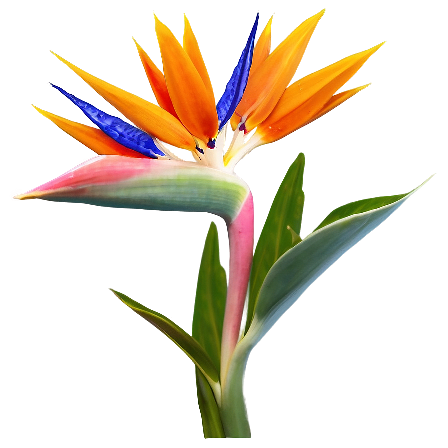 Bird Of Paradise Flower Png 18