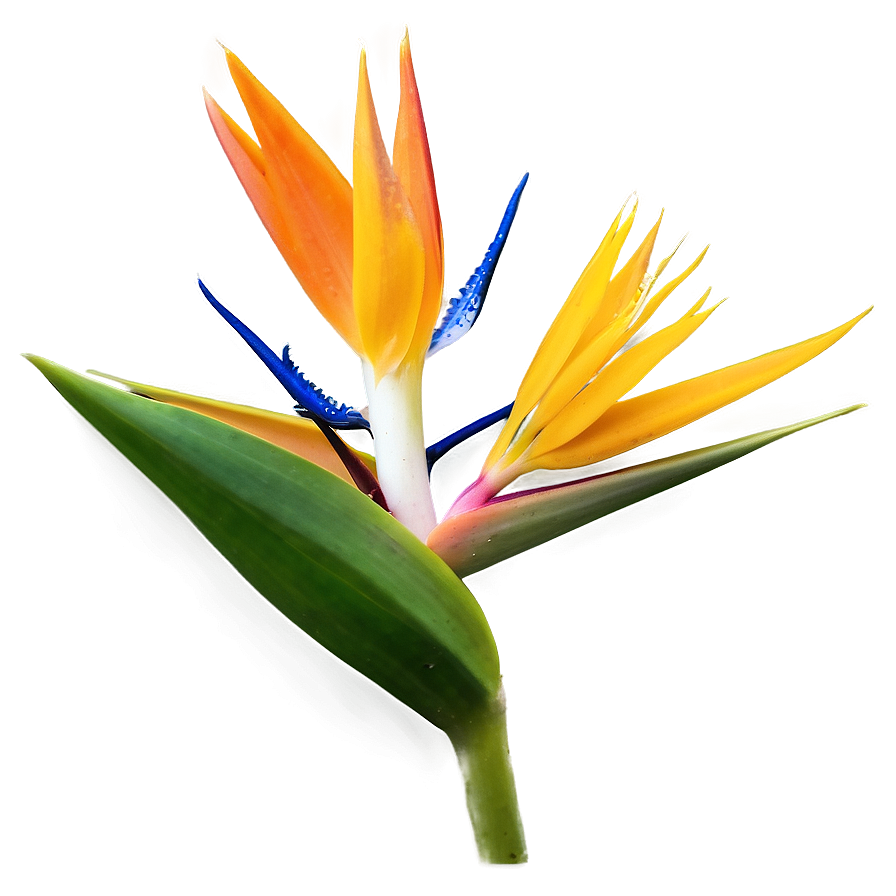 Bird Of Paradise In Bloom Png Lvf