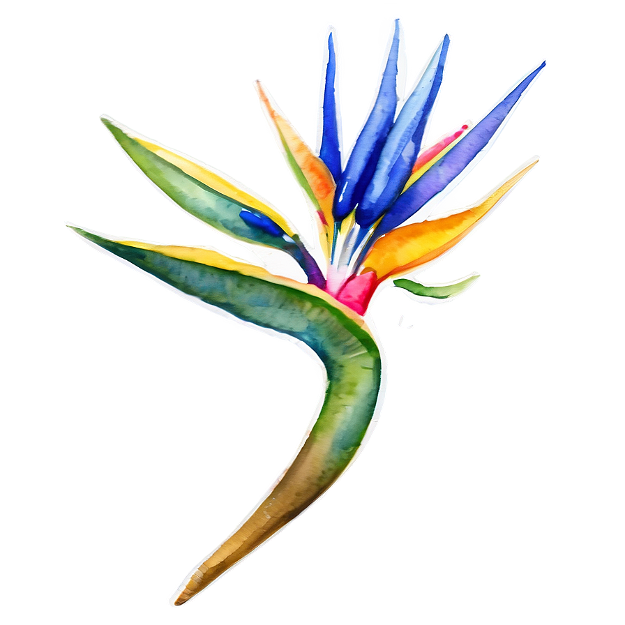 Bird Of Paradise Watercolor Png 06212024