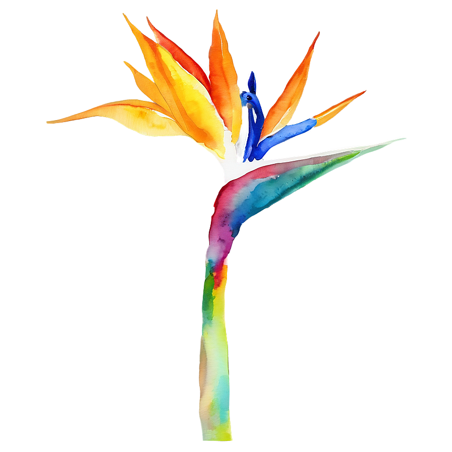 Bird Of Paradise Watercolor Png 25