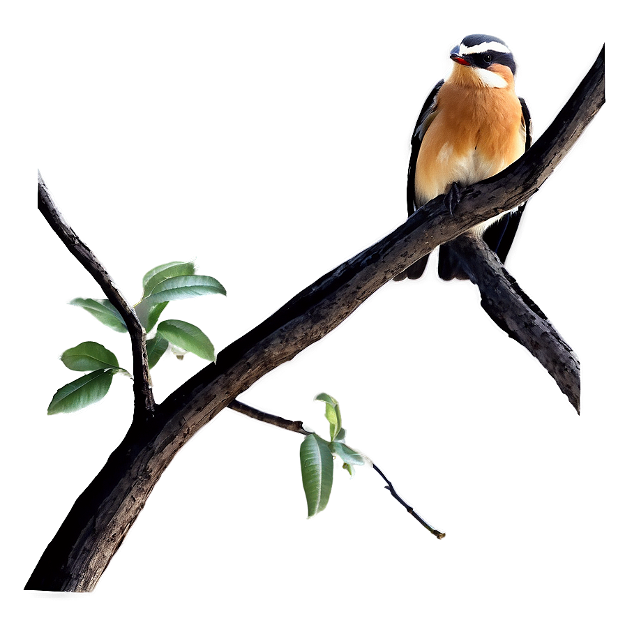 Bird On Branches Png 06272024