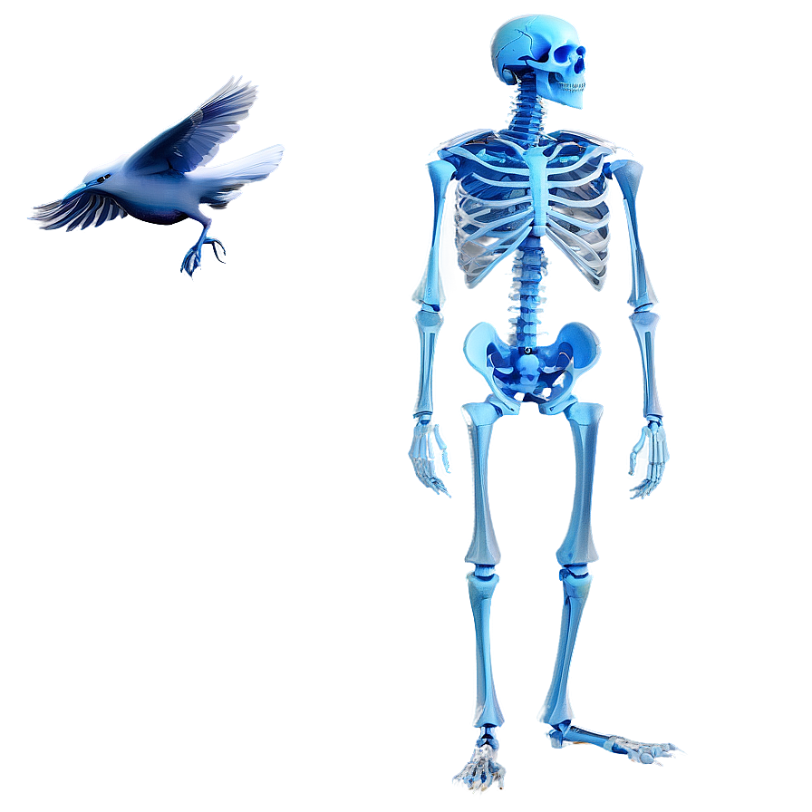 Bird Skeleton Png Dws8