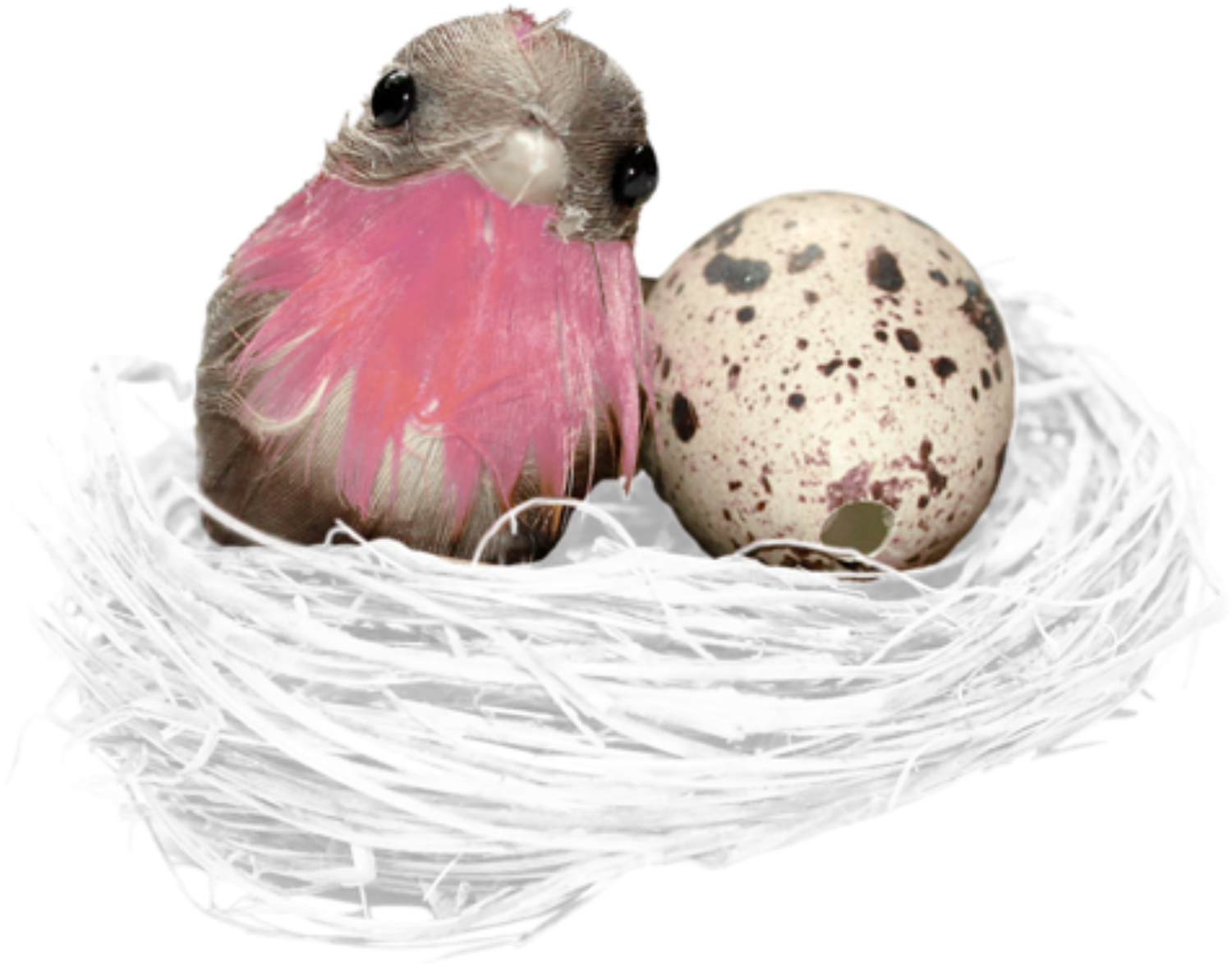 Birdand Eggin Nest