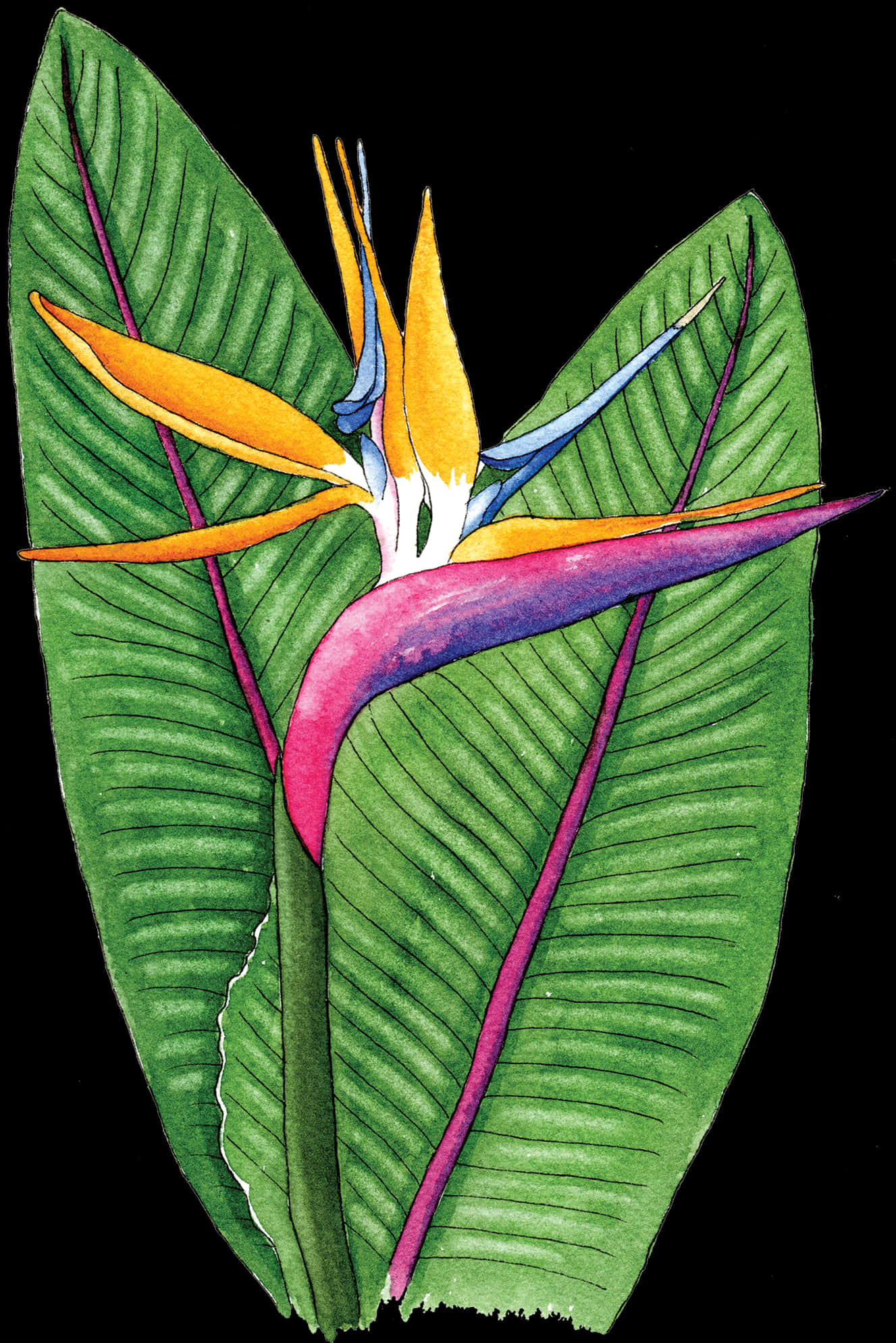 Birdof Paradise Flower Illustration