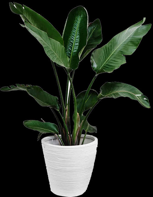 Birdof Paradise Plantin White Pot