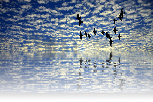 Birds_ Flying_ Over_ Calm_ Sea_at_ Sunset