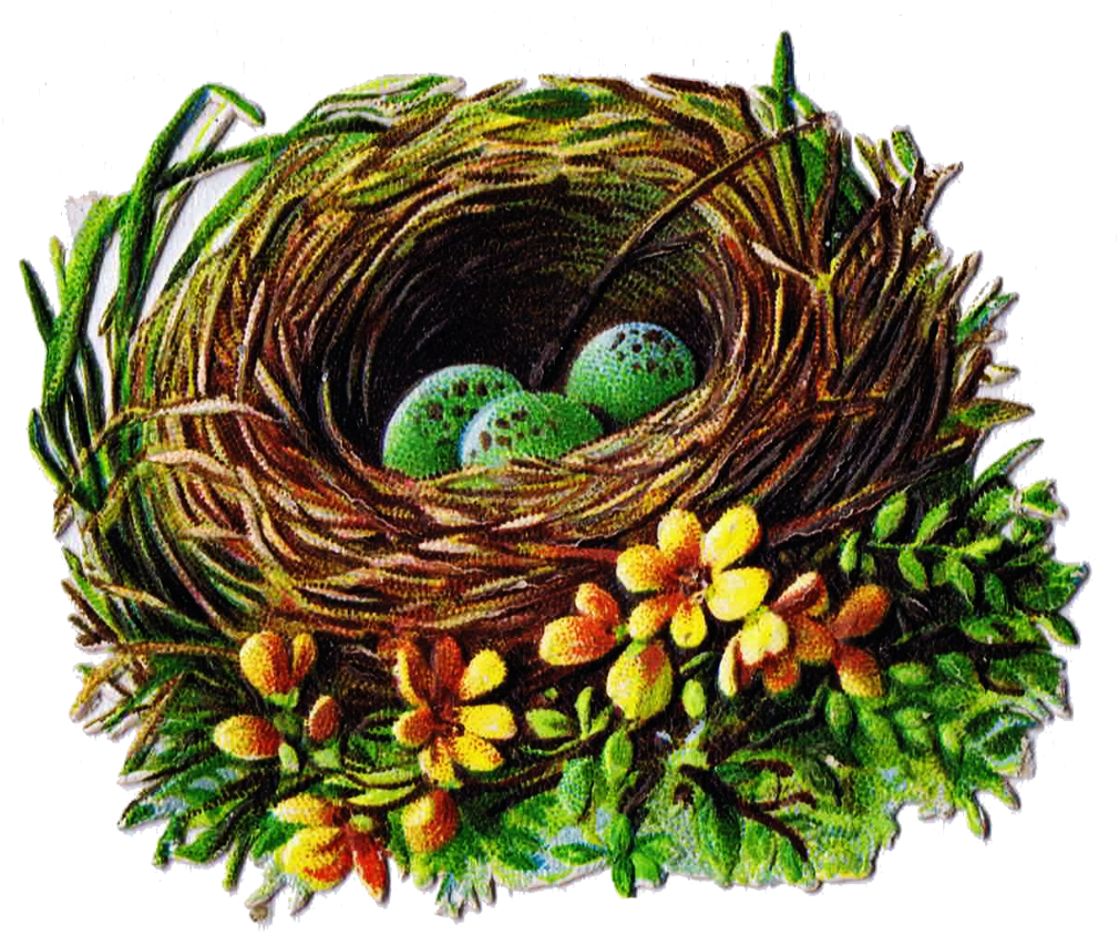 Birds Nest With Eggs Illustration