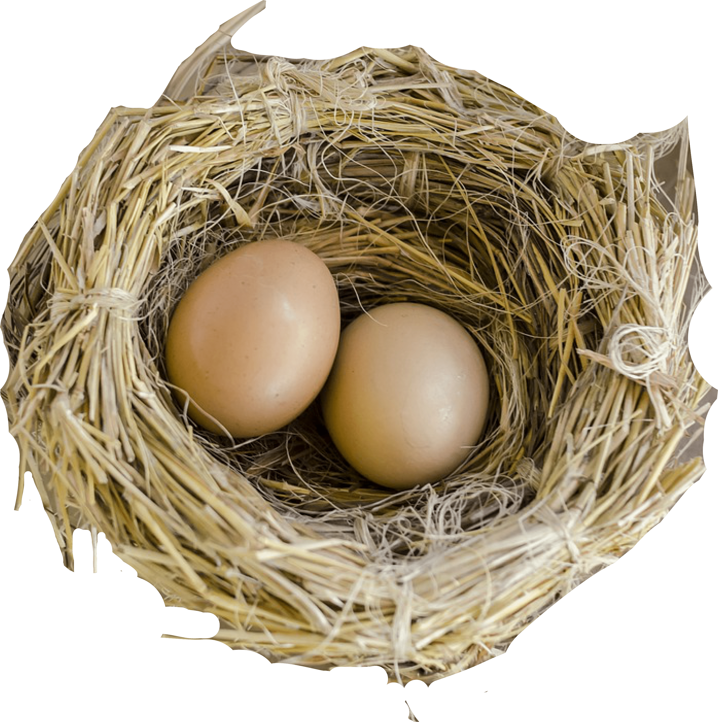 Birds Nest With Two Eggs