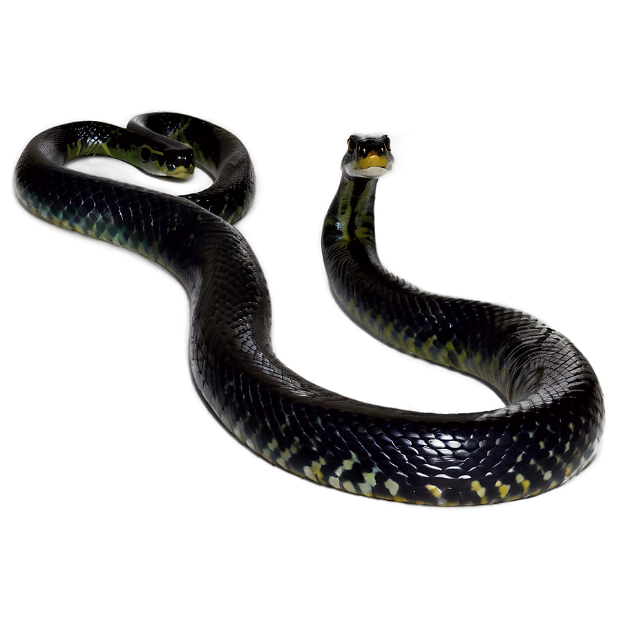 Black Anaconda Snake Png App