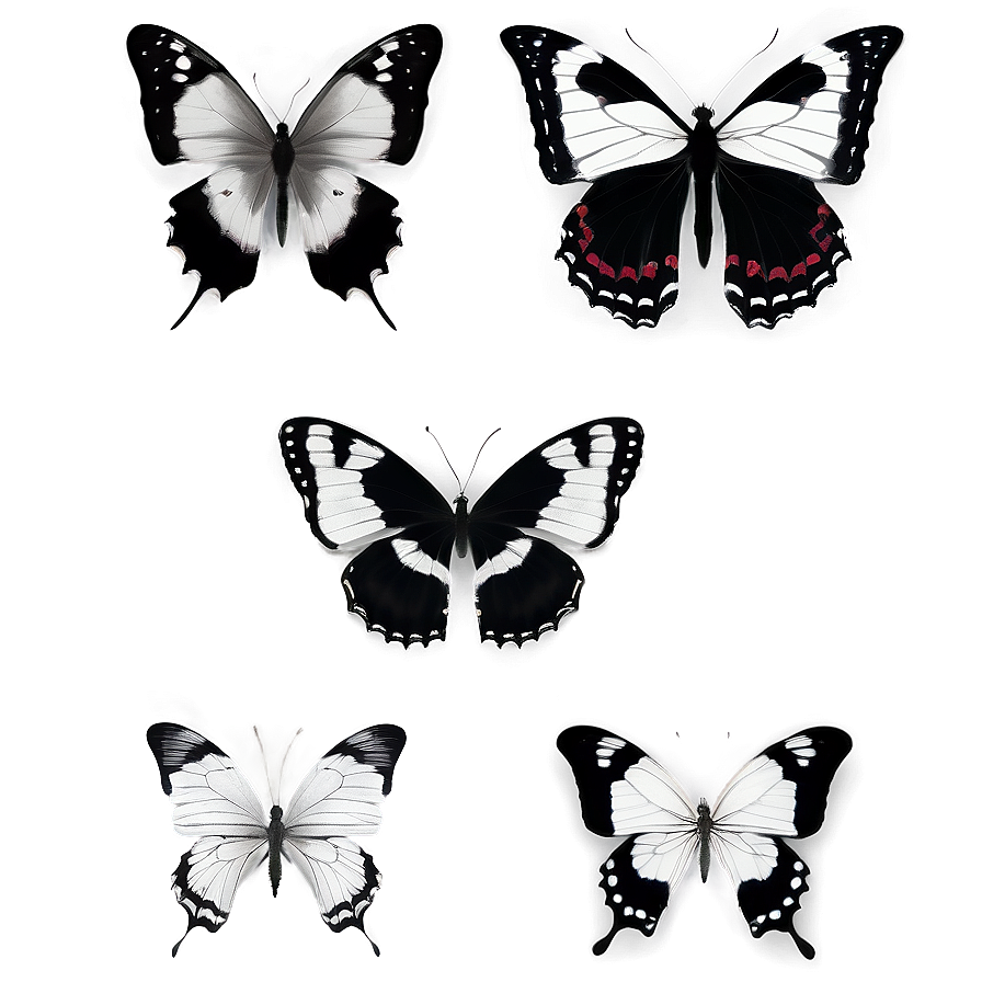 Black And White Butterflies Png Pes49