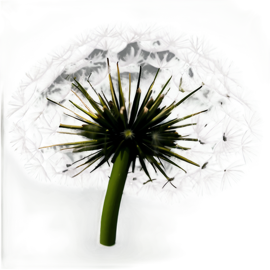 Black And White Dandelion Png Int