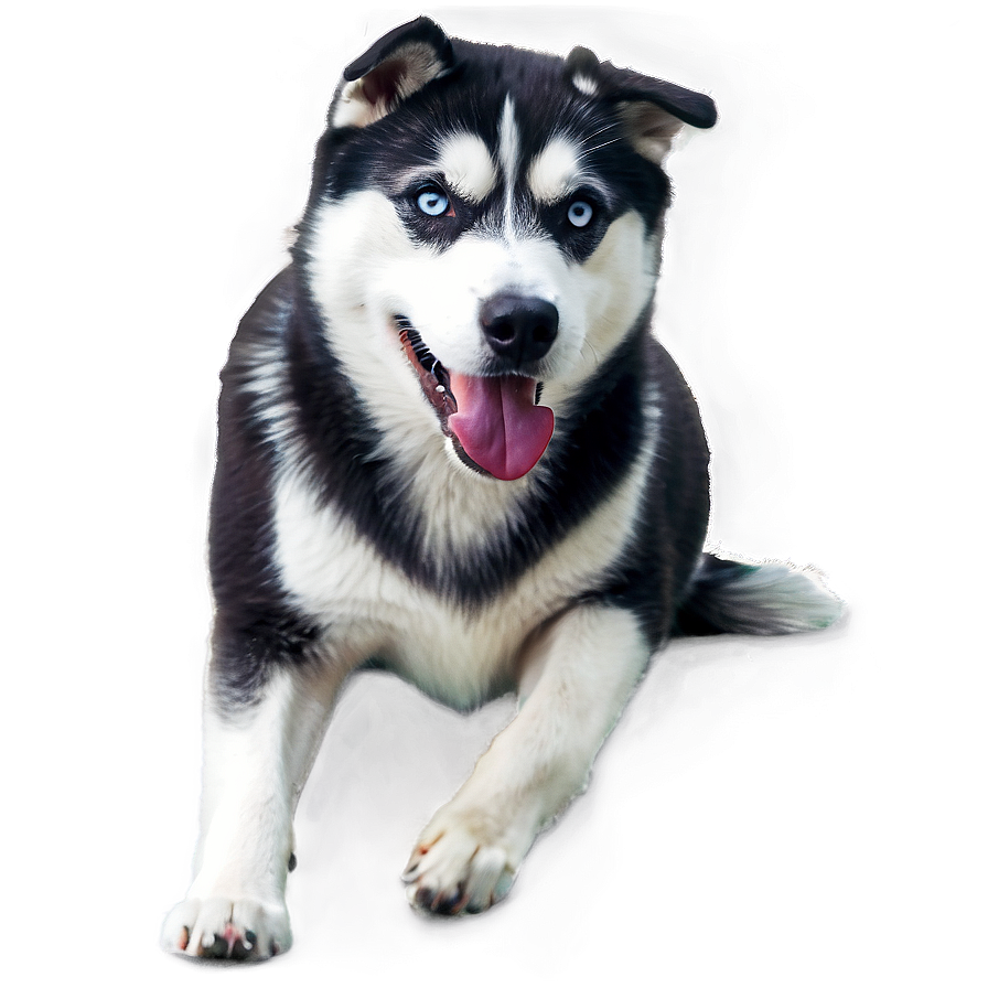 Black And White Husky Png 06252024