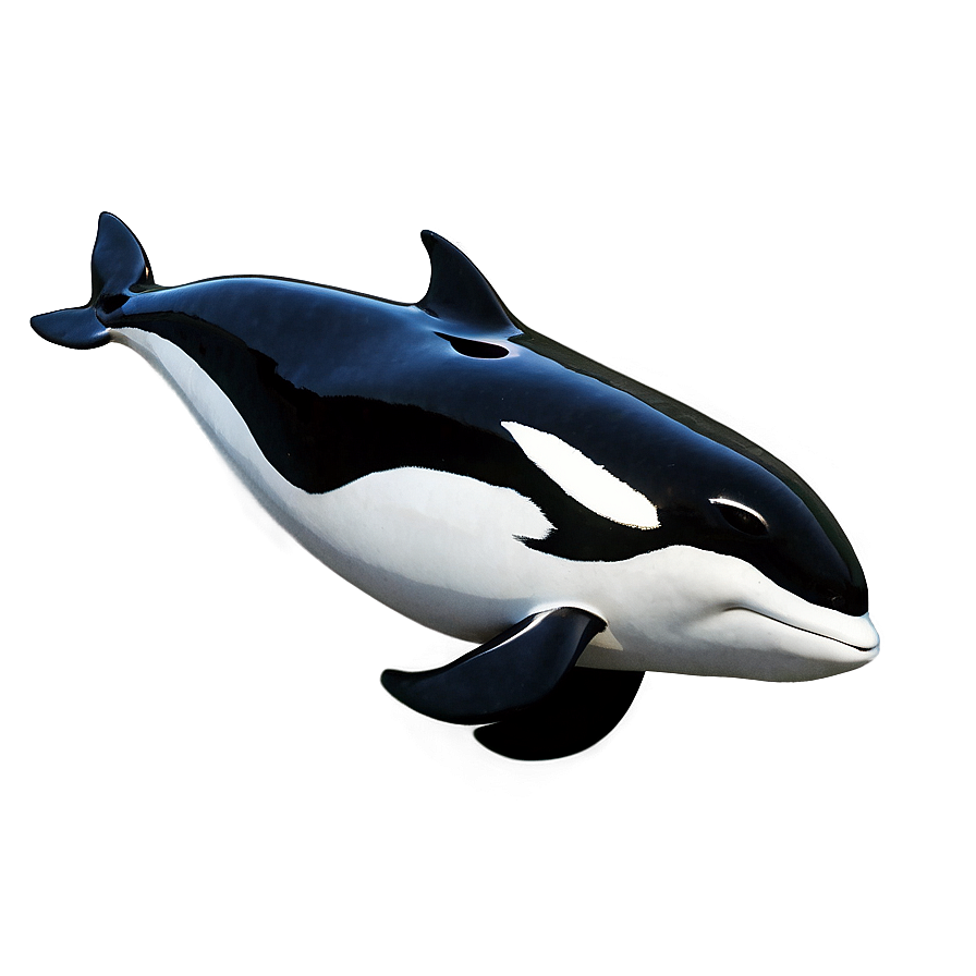 Black And White Orca Png 80