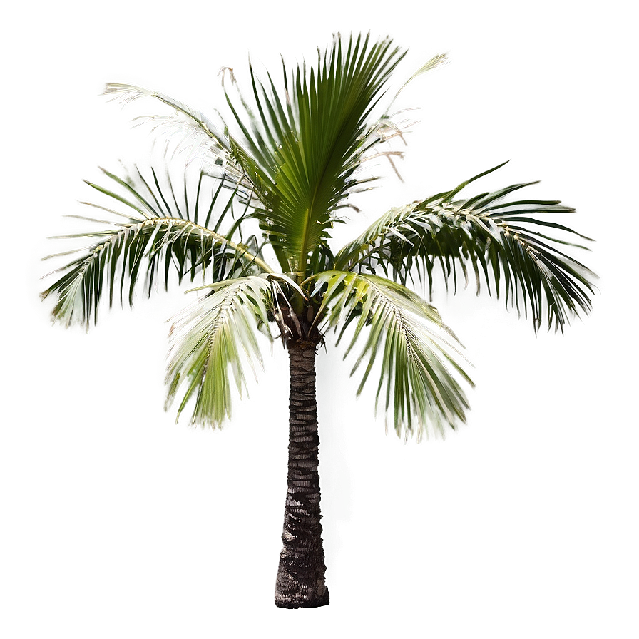 Black And White Palmera Png 06262024