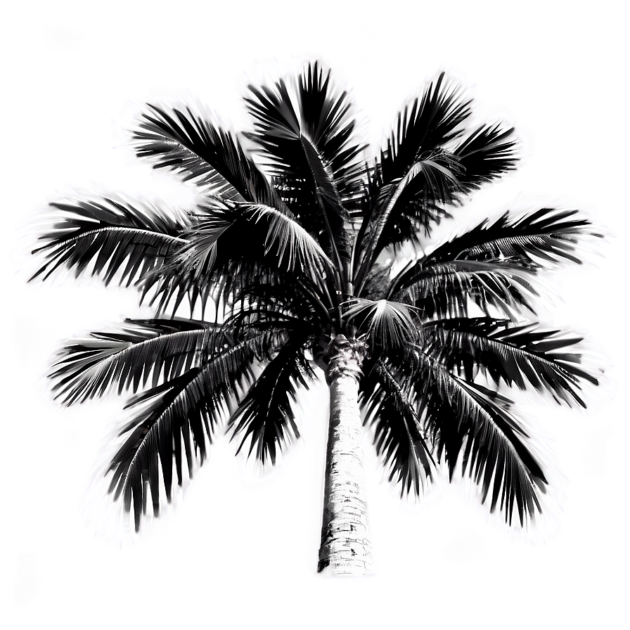 Black And White Palms Png Iwj