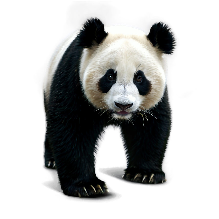 Black And White Panda Png 35