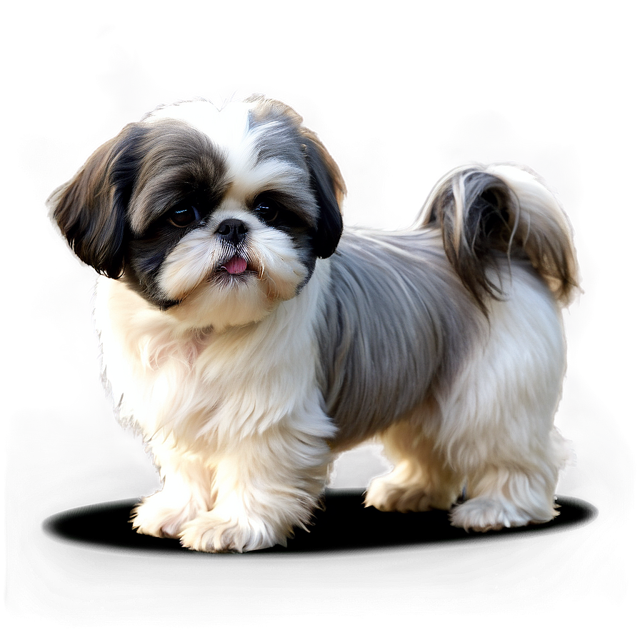 Black And White Shih Tzu Png 06242024