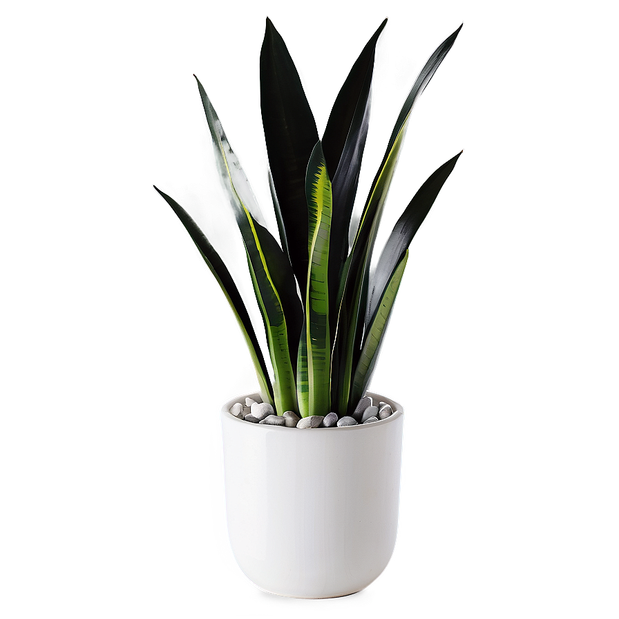 Black And White Snake Plant Png 06122024