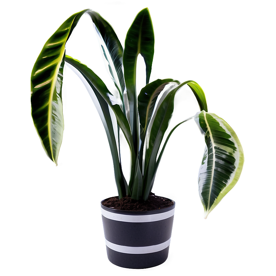 Black And White Snake Plant Png 21