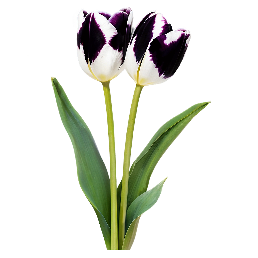 Black And White Tulips Png 05242024